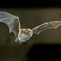 Bats get fat to survive hard times. But climate change is threatening their survival strategy