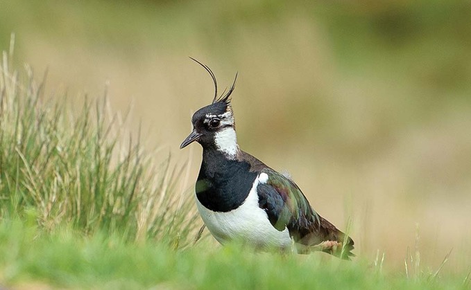 Lapwings have been identified by Defra as one of the species that needs protection
