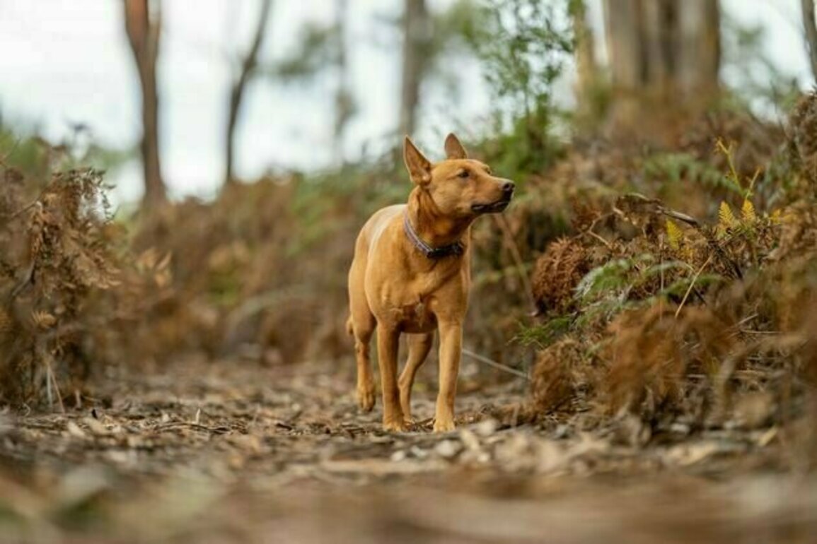 Good boy or bad dog? Our 1 billion pet dogs do real environmental damage