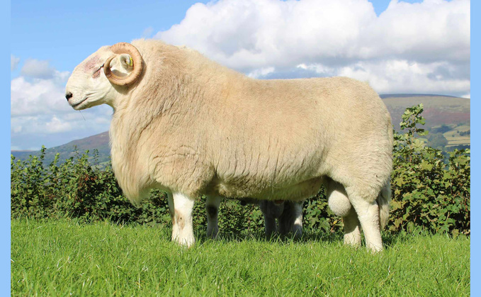 Talybont rams reach record 26,000gns