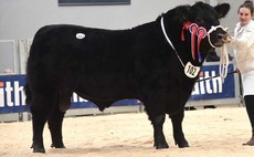 STIRLING BULL SALES: High of 38,000gns for Aberdeen-Angus