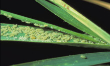  Russian Wheat Aphids can be effectively managed.