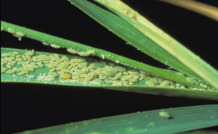  Russian Wheat Aphids can be effectively managed.