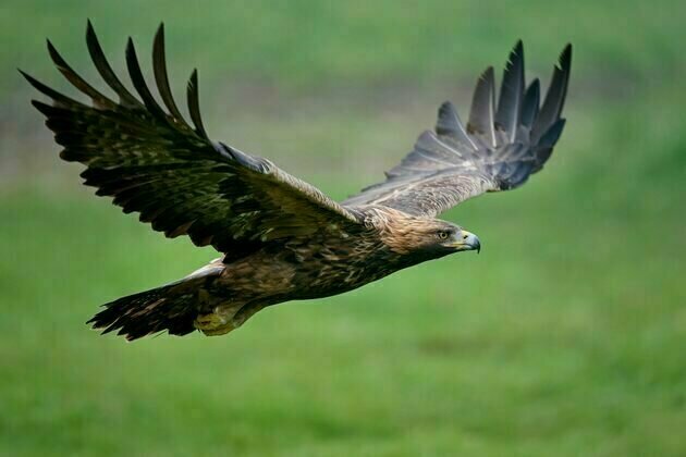 Golden eagles were reintroduced to Ireland, but without prey they're now struggling to thrive