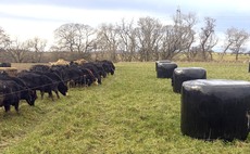 Understanding costs is key to success of suckler herds