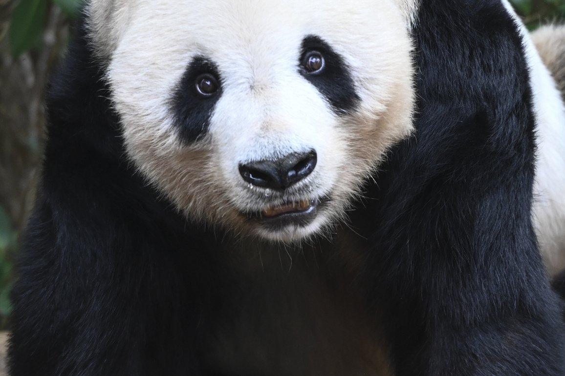 INDONESIA-WEST JAVA-CHINA-PANDA