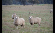  It's been a tough year for sheep and lamb producers, but things are looking up. Photo: Mark Saunders.