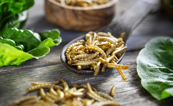 Tesco warns that UK regulation is hindering scale up of innovations such as insect protein for animal feed | Credit: iStock