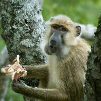 Mushrooms may have been part of early human diets: primate study explores who eats what and when