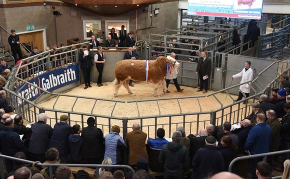 New podcast: Stirling bull sales roundup - How have the early pedigree sales faired
