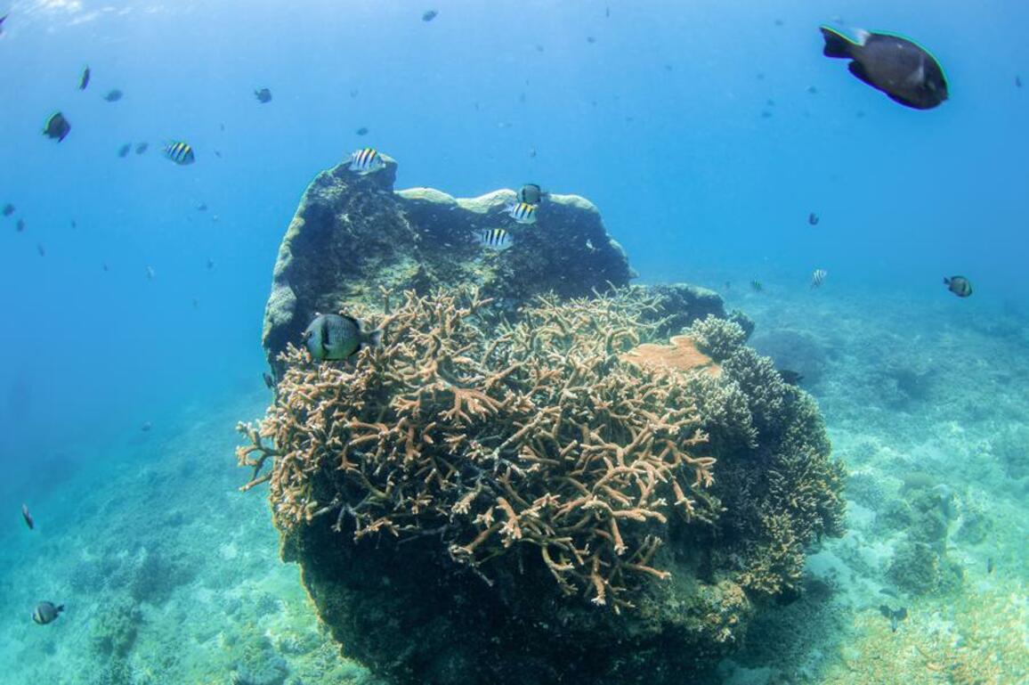 HainanOutlook | Build homes for corals and fish at the marine ranch in S China's Hainan