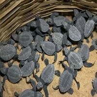 Tamil Nadu: Forest Department recovers 2,000 Turtle eggs in Thoothukudi