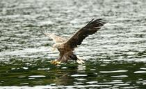 Sea eagle predation funding delays 'enormously disappointing' to farmers