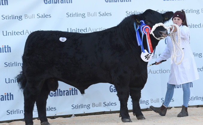 Reserve overall and reserve junior champion, Duncanziemere Scorpion Y471, from Alistair Clark and sons, Cumnock, which sold for 13,000gns to Paul Brewer, Shaftesbury. 