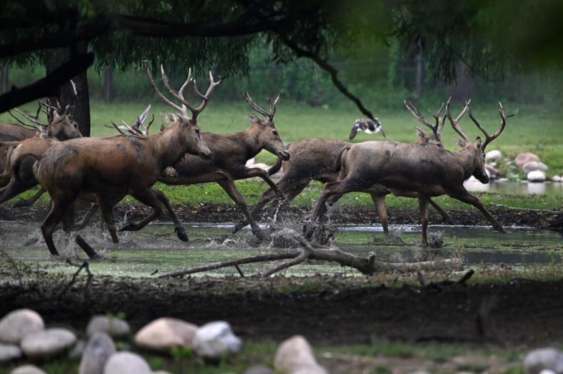From extinction to flourishing herds, milu deer thrive after China's decades of conservation