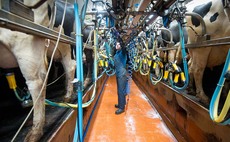 Weighing up once-a-day milking