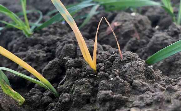 Frit fly outbreaks reported after spring oats