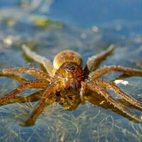 Curious Kids: can spiders swim?