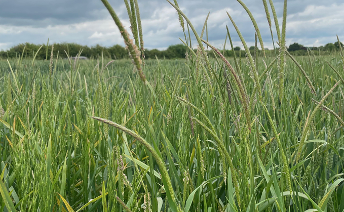 Grass-weeds prove problematic for many growers.