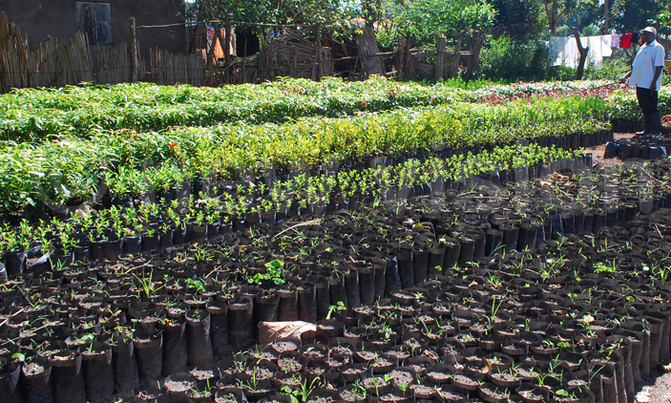 NFA to plant over 37 million tree seedlings NFA to plant over 37 million tree seedlings