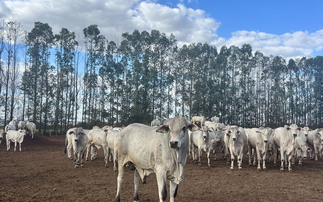 Behind the scenes of a Brazilian beef finishing unit