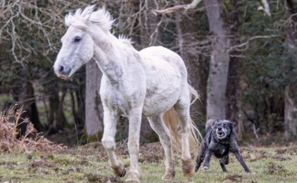 The moment a dog 'terrorised' a pony at Wilverly Plain was caught by a photographer (Solent News and Photo Agency)