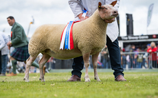 Balmoral Show: Rouge shearling reigns supreme of the sheep rings 