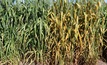  This image shows on the left - a variety with effective stripe rust resistance which has no stripe rust symptoms, and right – a susceptible variety covered in stripe rust. Source: Luise Sigel, Agriculture Victoria.