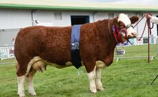 ROYAL HIGHLAND SHOW: Simmentals win double 