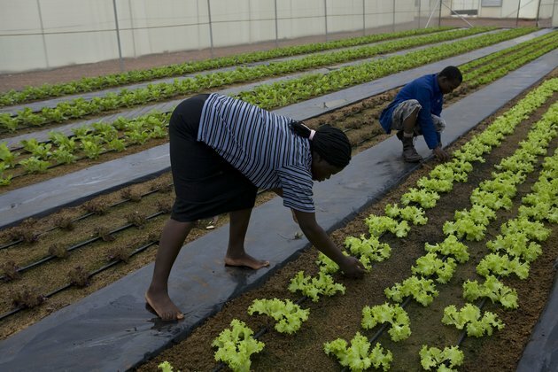 Farms in cities: new study offers planners and growers food for thought