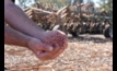  Barley planting is underway around Australia as part of a unique production system which uses non-GMO, herbicide-tolerant barley traits. Image courtesy CoAXium. 