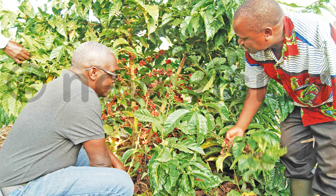 ormer akuuto  athias asamba showing ision roup  obert abushenga his coffee plants