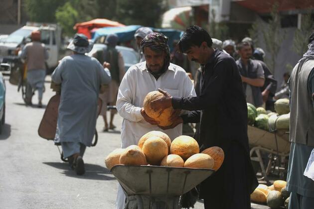 Asia Album: Organic melons ripe in Afghanistan