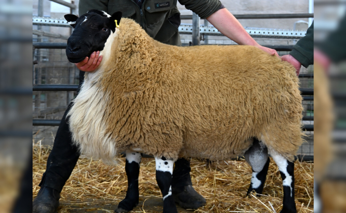 New Beulah Speckled Face breed record set at 17,000gns 