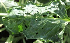 Beet moth demands proactive management this spring