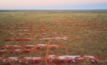  De Grey's drilling field, Hemi, Mallina Basin, Pilbara, Western Australia