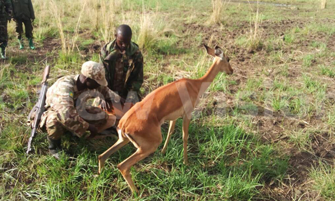Animals that gave Kampala a name moved to Pian Upe Animals that gave Kampala a name moved to Pian Upe