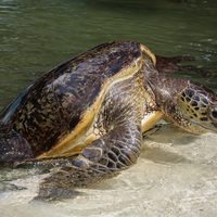 TANZANIA-ZANZIBAR-SEA TURTLE PROTECTION