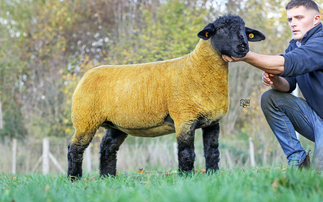 Groes Suffolk ewe lamb leads Western Wonders