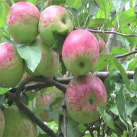 Farmers welcome hike in apple MIP, demand strict implementation and 100% import duty on foreign apples
