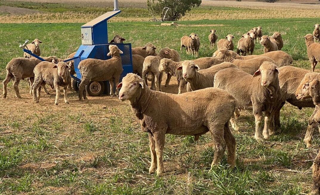 The Kerins from Yeoval, New South Wales, use Optiweigh remote weighing systems to closely monitor livestock weight gain.