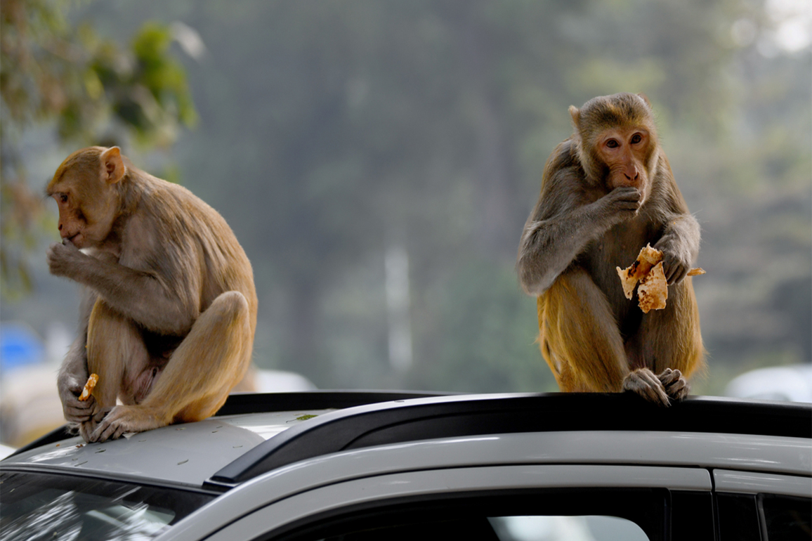Telangana: Police probe underway after monkeys found poisoned in Kamareddy