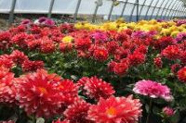 J &amp; H Greenhouse Now Open!  - myknoxcountynews.com