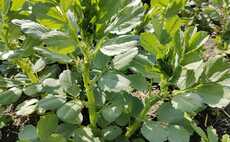 Don't overlook the benefits of growing beans