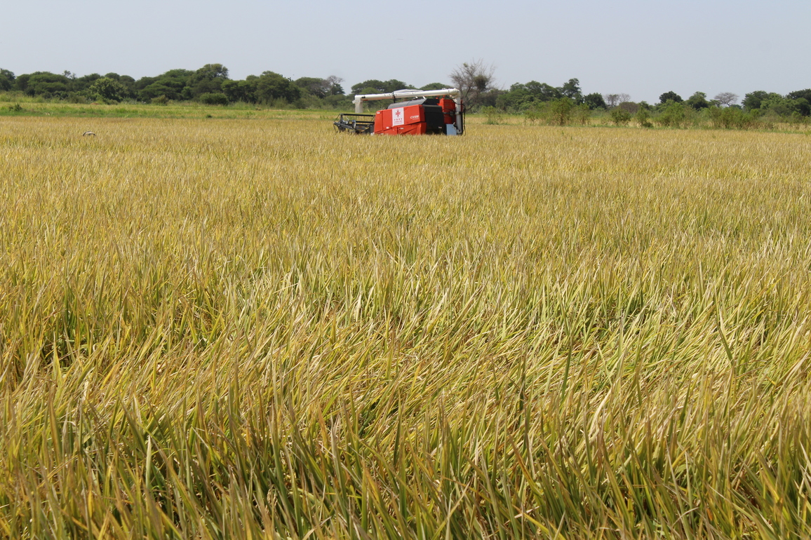 CHAD-AGRICULTURE-CHINA AID-HARVEST