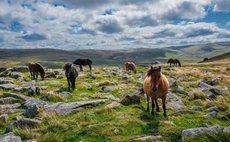 Dartmoor ponies given protection after fears of culls