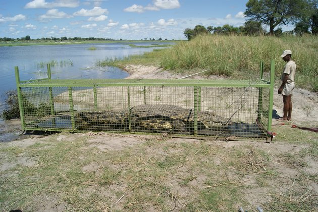 When and where do Nile crocodiles attack? Here&#039;s what we found