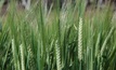Two new barley varieties accredited