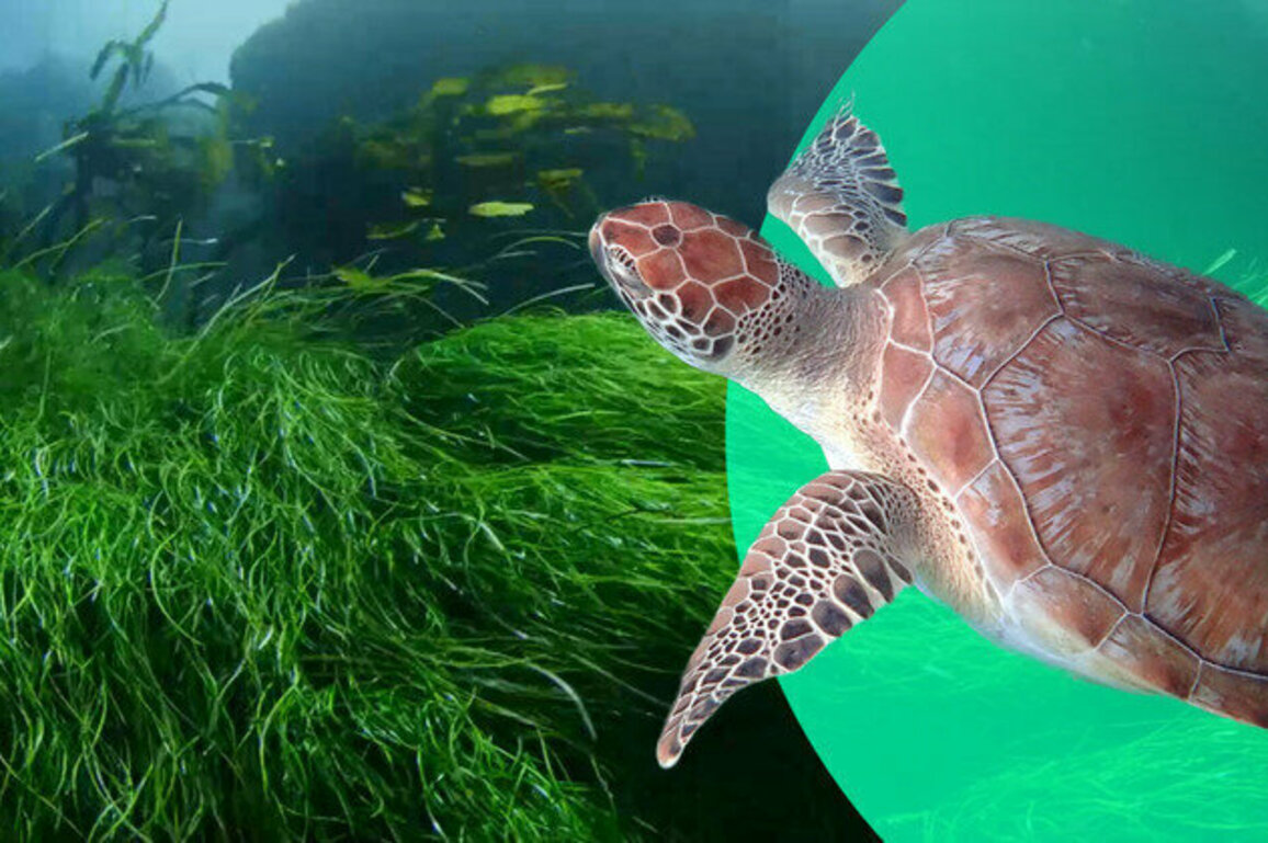 The Saya de Malha Bank, a 'forgotten ecosystem' in need of protection