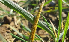 Yellow rust control difficulties ahead without teb in the toolkit